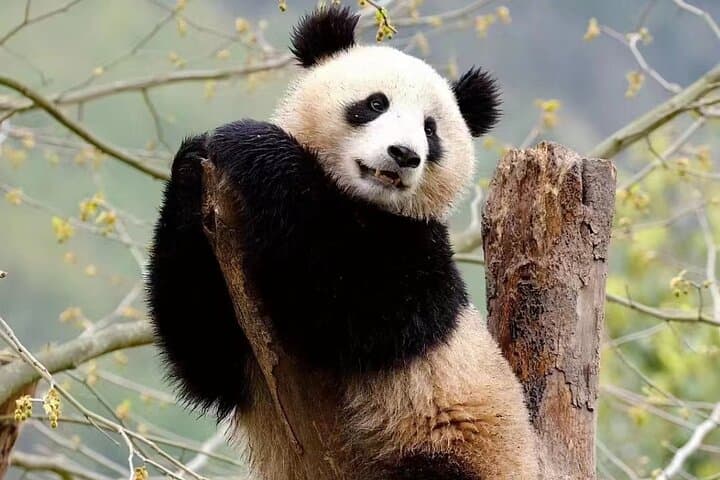 Chengdu Giant Panda Breeding Research Base: Visitor Ticket & Practical Guide photo 3