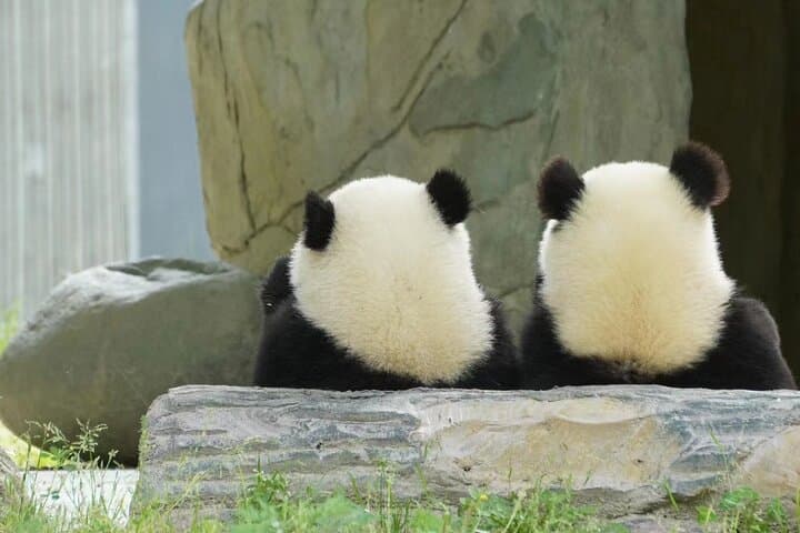 Chengdu Giant Panda Breeding Research Base: Visitor Ticket & Practical Guide