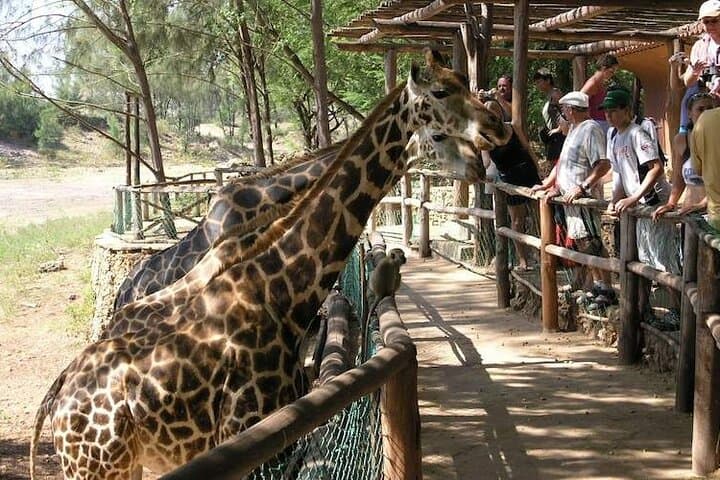 Mombasa Escape: Fort Jesus, Haller Park & Coastal City Highlights photo 6