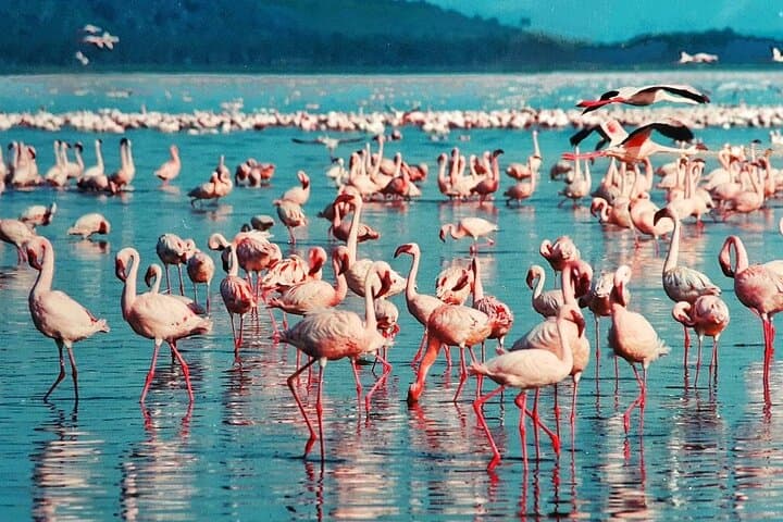 Classic 5-Day Maasai Mara and Rift Valley Lakes Safari — Big Five, Flamingos & Crescent Island photo 3