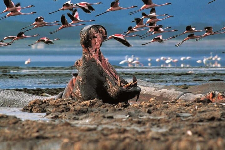 Private 4WD Day Tour to Lake Nakuru from Nairobi — Game Drives & Naivasha Boat photo 4