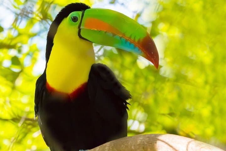 Belize Birdwatching Tour in Hopkins — 3-Hour Guided Morning Birding