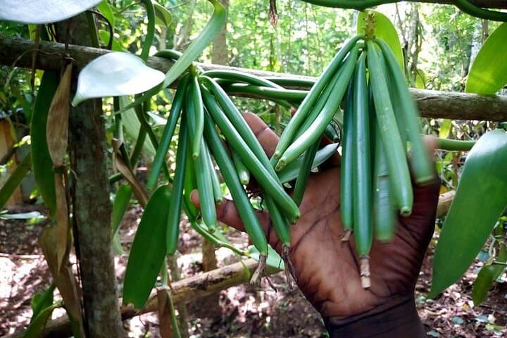 Full-Day Private Tour: Stone Town, Prison Island & Zanzibar Spice Farm photo 4