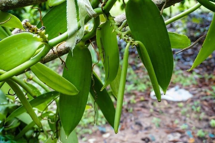 Full-Day Private Tour: Stone Town, Prison Island & Zanzibar Spice Farm photo 5