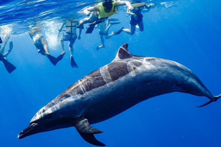 Swim with Wild Dolphins & Snorkel Makaha: Oahu Catamaran with Waterslide and Lunch photo 2