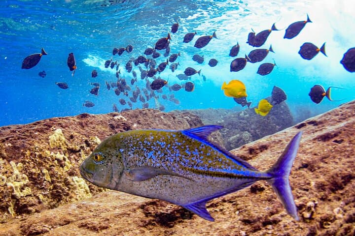 Molokini Crater Snorkel Adventure from Kihei — 2-Hour Snorkel to Maui’s Marine Crater photo 5