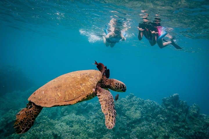 Maui Snorkel: Turtle Town & Coral Garden Catamaran from Maalaea Harbor photo 3