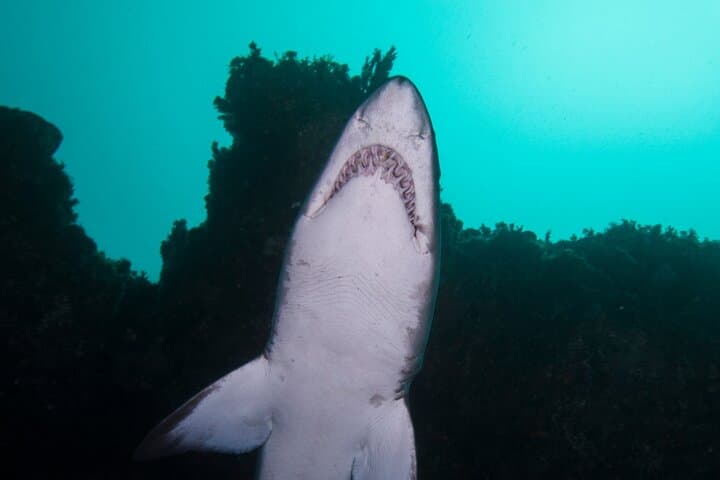 Scuba with Grey Nurse Sharks at Bushrangers Bay — Day Trip from Sydney photo 2