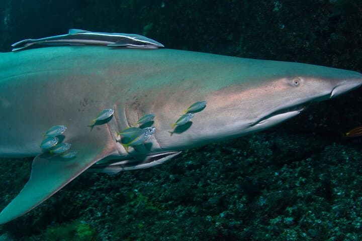 Scuba with Grey Nurse Sharks at Bushrangers Bay — Day Trip from Sydney photo 3