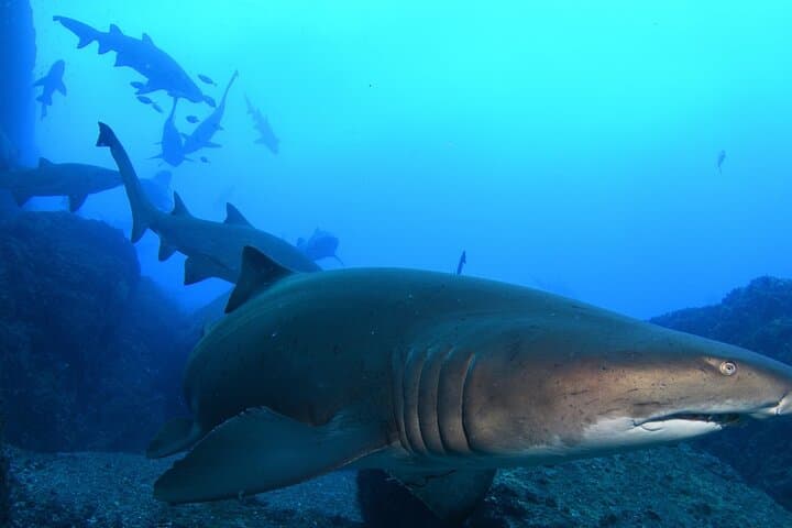 Scuba with Grey Nurse Sharks at Bushrangers Bay — Day Trip from Sydney