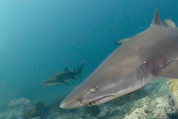 Scuba with Grey Nurse Sharks at Bushrangers Bay — Day Trip from Sydney photo 4