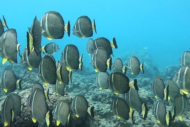 Hanauma Bay Guided Snorkel from Waikiki — Morning & Afternoon Tours photo 4