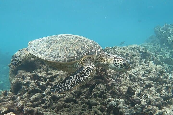 Hanauma Bay Guided Snorkel from Waikiki — Morning & Afternoon Tours photo 3
