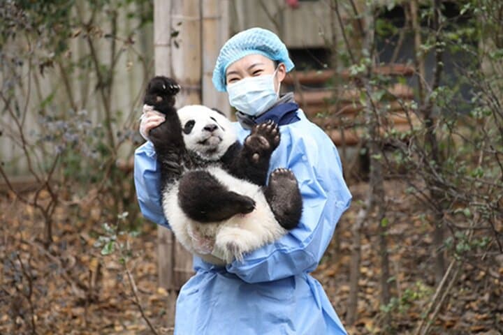 Leshan Giant Buddha & Chengdu Panda Base: Private Day Tour with Tea-House Option photo 4