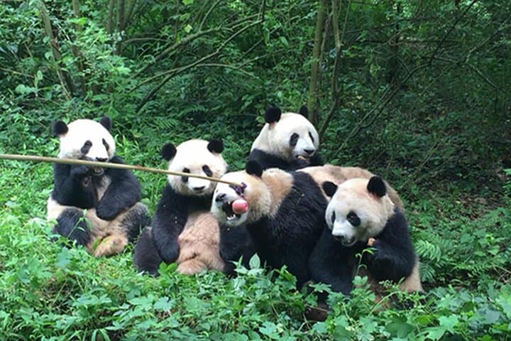 Leshan Giant Buddha & Chengdu Panda Base: Private Day Tour with Tea-House Option photo 6