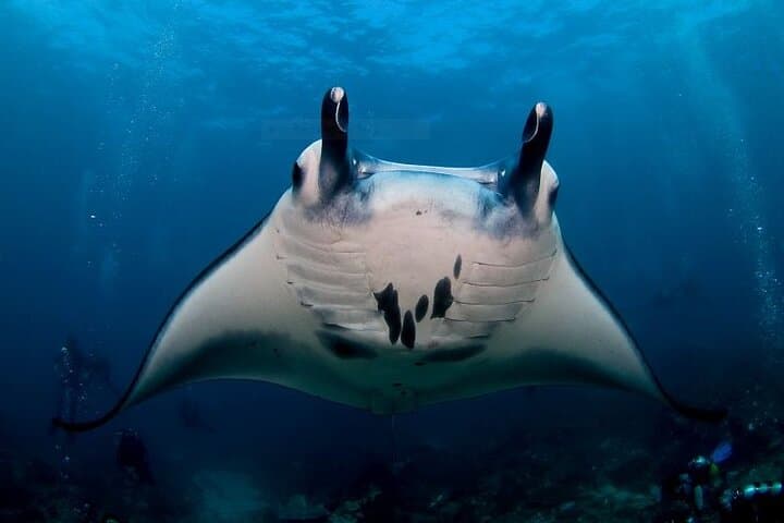 Scuba with Manta Rays at Nusa Penida: Two-Tank Dive at Manta Point & Crystal Bay photo 1