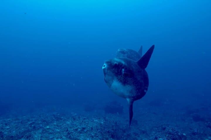Scuba with Manta Rays at Nusa Penida: Two-Tank Dive at Manta Point & Crystal Bay photo 3