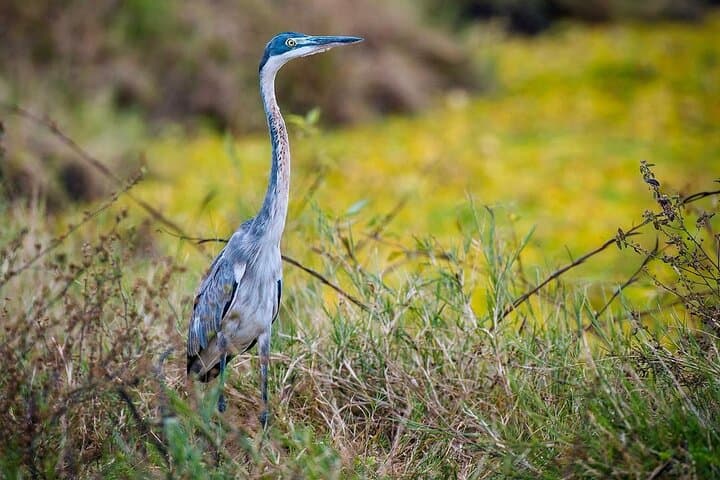 Full-Day Mikumi National Park Safari with SGR Transfer from Dar es Salaam photo 2