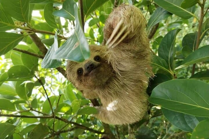 Sloth and Waterfall Eco-Tour in Guanacaste: Coffee, Chocolate & Wildlife