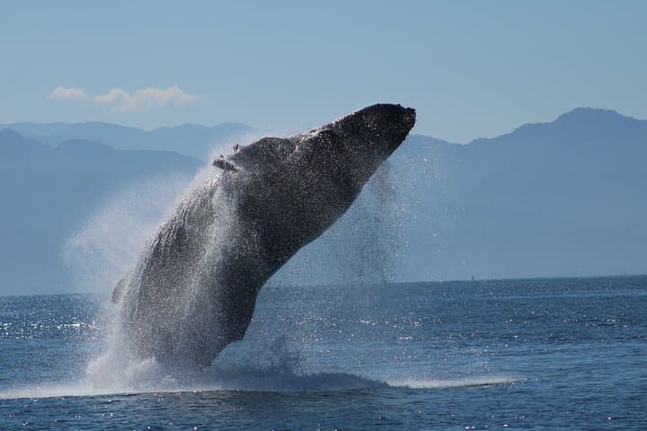Sunset Whale-Watching Mega-Yacht Cruise on Bahía de Banderas photo 4