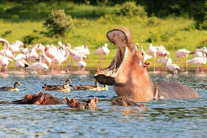 Exploring Nairobi National Park: A Compact Safari Adventure Near The City photo 1