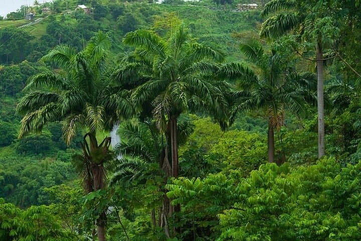 North Coast Day Trip Tobago — Rainforest Walk, Waterfall Swim & Snorkel with Stingrays photo 3
