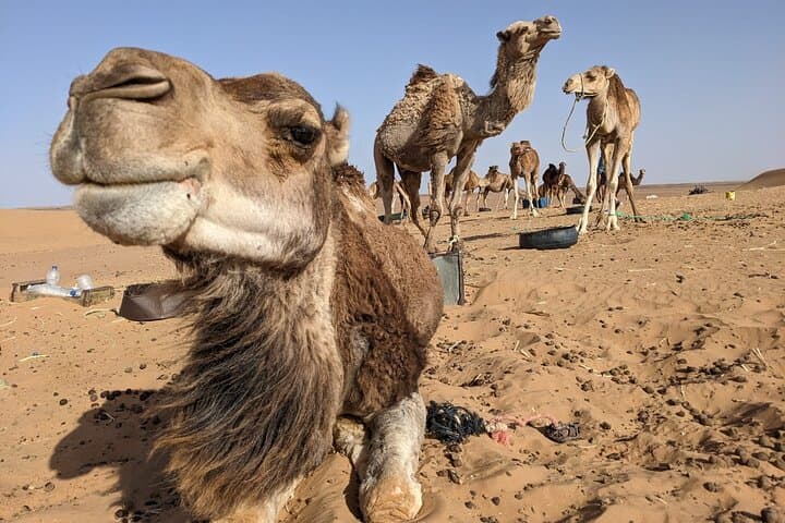 3-Day Fez to Marrakech via Merzouga Desert Tour