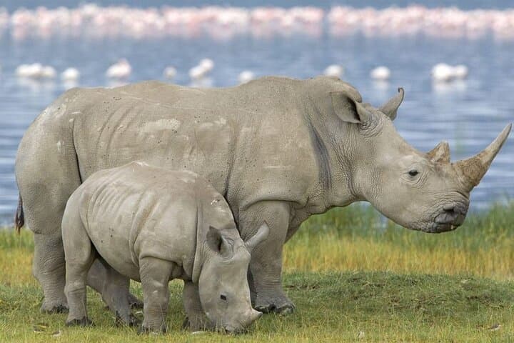 Hluhluwe-Imfolozi Full-Day Safari from Durban: Big Five Game Drive photo 4