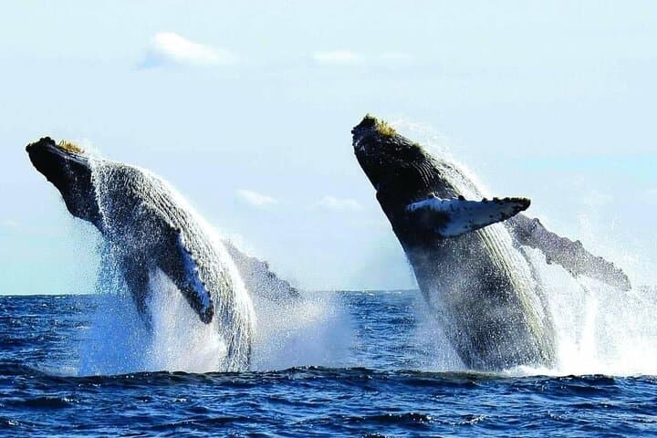 Puerto Vallarta Private Whale Watching on a Luxury Yacht