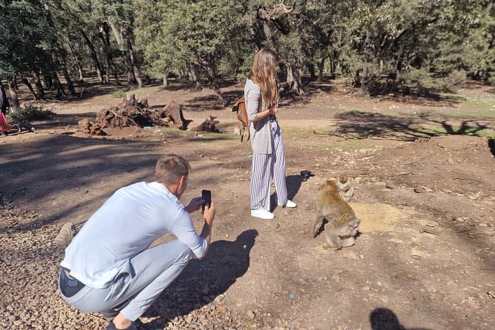 Fes to Middle Atlas Cedar Forest: Private Day Hike with Barbary Macaques