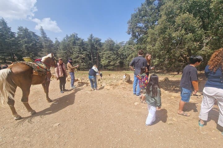 Fes to Middle Atlas Cedar Forest: Private Day Hike with Barbary Macaques photo 3