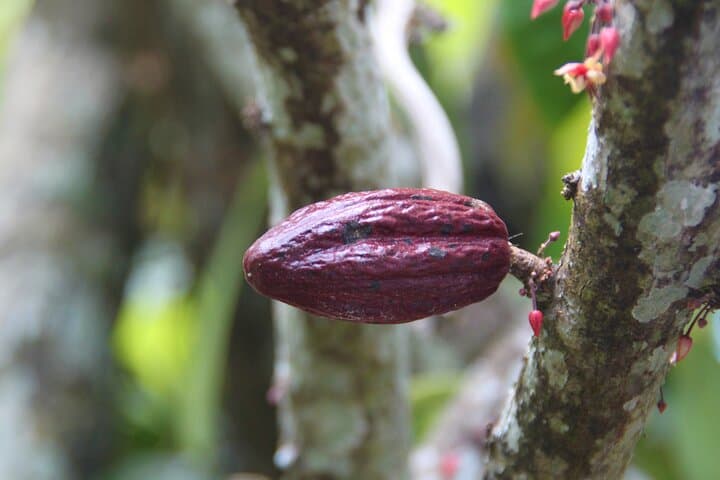 Punta Cana Jungle & Dominican Culture: 5-in-1 Adventure with Zipline, Horseback, River Lunch & Buggies photo 5