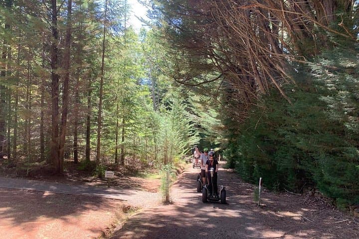 Hollybank Treetops Segway Tour Launceston: 90-Min Forest Ride photo 3