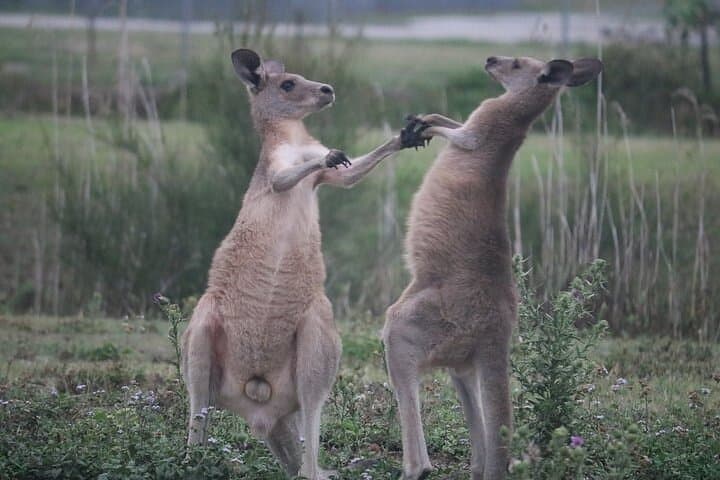 Kangaroos, Rainforest & Waterfalls — Springbrook Full-Day Wildlife and Waterfall Walk photo 3