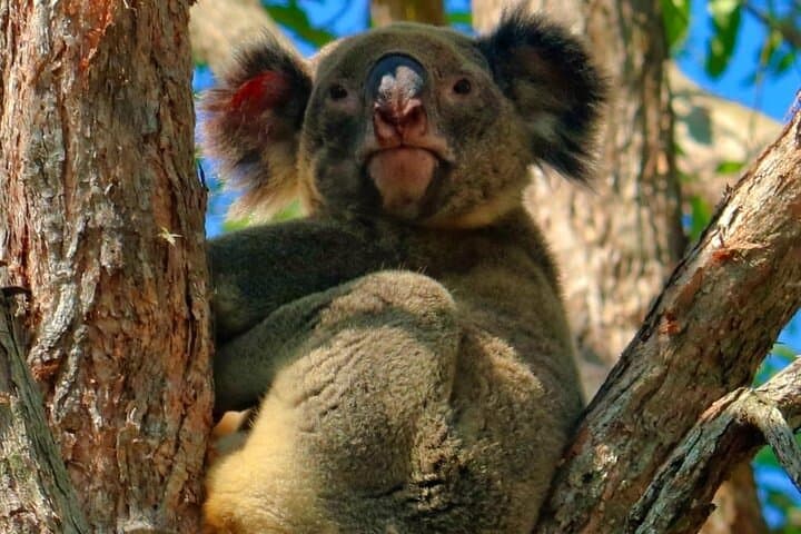 Kangaroos, Rainforest & Waterfalls — Springbrook Full-Day Wildlife and Waterfall Walk photo 5