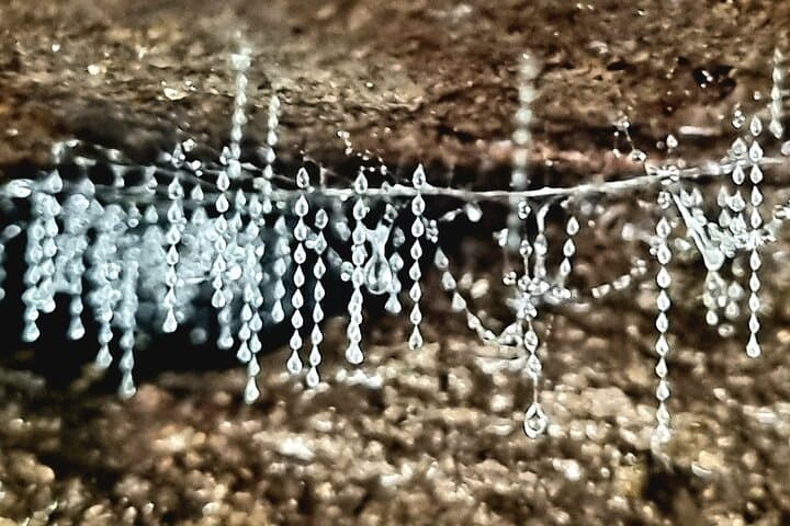 Springbrook Glow Worm Walk: Nocturnal Rainforest & Natural Bridge Waterfall Tour from Gold Coast photo 3