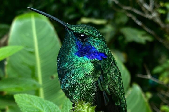 Monteverde Birdwatching Experience: Morning Guided Tour in the Cloud Forest photo 2