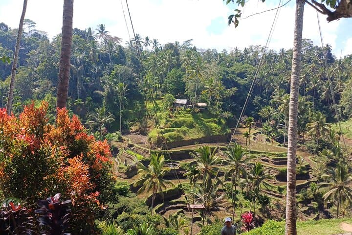 Ubud Full-Day Private Tour: Monkey Forest, Rice Terraces & Sacred Temples photo 2