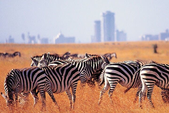 Urban Safari Adventure: Wildlife, Giraffes & Artisans in Nairobi photo 2