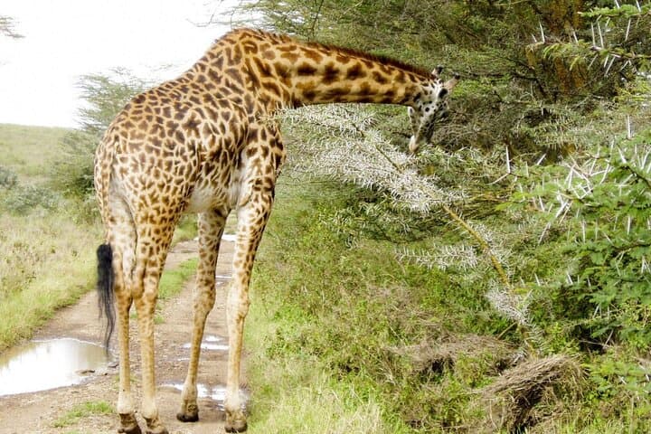 Urban Safari Adventure: Wildlife, Giraffes & Artisans in Nairobi photo 3