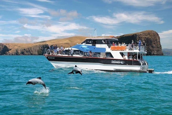 Akaroa Day Tour from Christchurch: Scenic Drive, Wildlife & Harbour Cruise