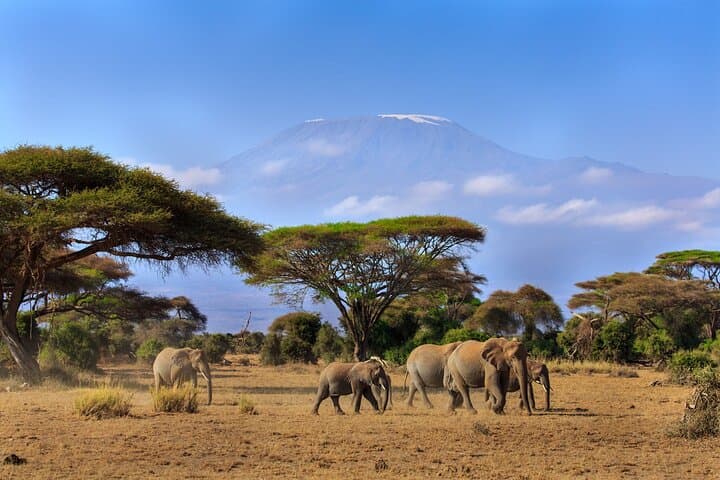 8-Day Kenya and Tanzania Luxury Safari — Masai Mara, Serengeti & Ngorongoro photo 4