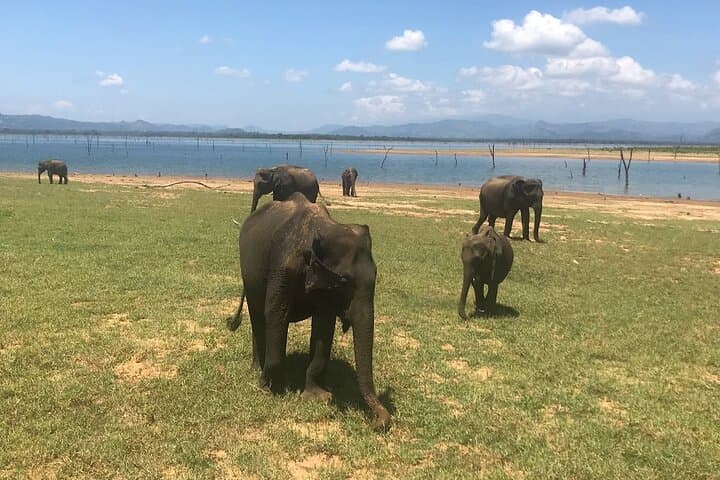 Sri Lanka 9-Day Private Driver Tour: Cultural Sites, Tea Country & Wildlife photo 3