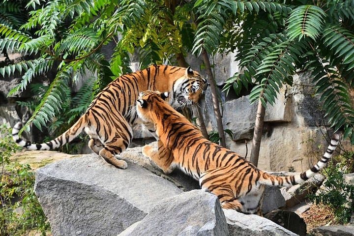Golden Triangle with Ranthambore: 5-Day Delhi–Agra–Jaipur Tiger Safari photo 1