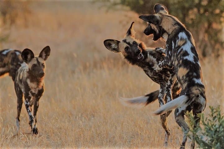 6-Day Flying Safari: Ruaha National Park to Zanzibar from Dar es Salaam photo 2
