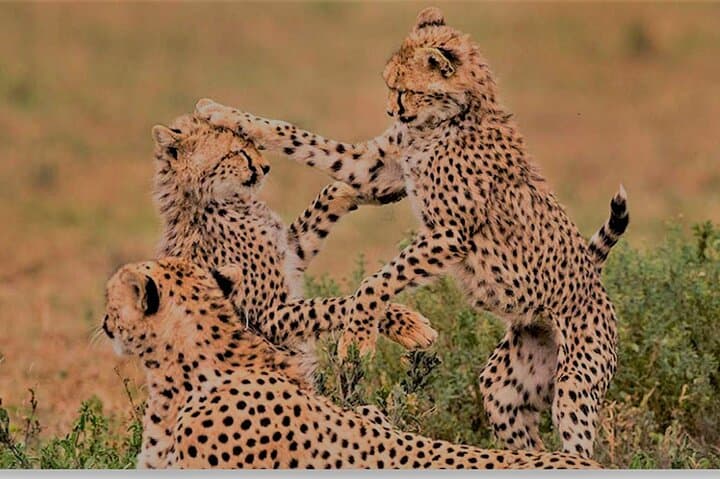 6-Day Flying Safari: Ruaha National Park to Zanzibar from Dar es Salaam