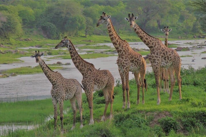 6-Day Flying Safari: Ruaha National Park to Zanzibar from Dar es Salaam photo 3