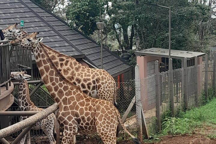 Giraffe Centre Guided Tour Nairobi - Meet Rothschild's Giraffes photo 3