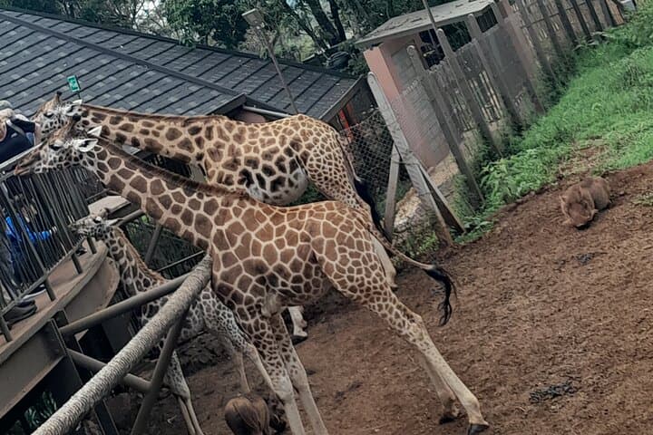 Giraffe Centre Guided Tour Nairobi - Meet Rothschild's Giraffes photo 4