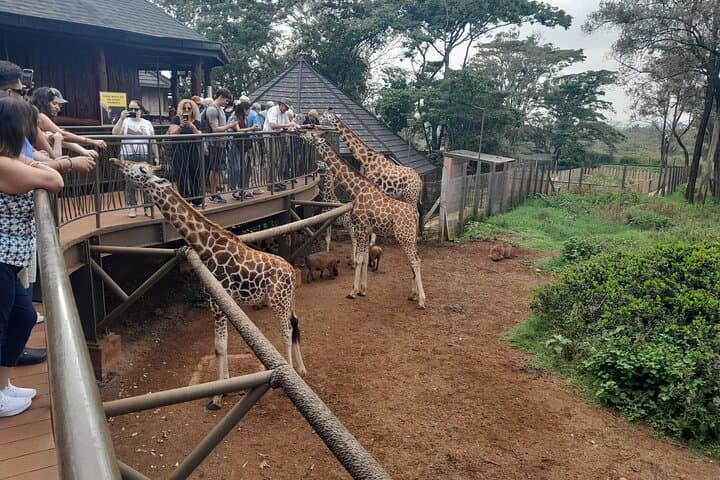 Giraffe Centre Guided Tour Nairobi - Meet Rothschild's Giraffes photo 5